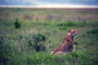 Gepard (Cheetah) - Ngorongoro Crater -Tanzánie