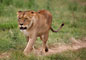 Lev (Lion) - Ngorongoro -Tanzánie