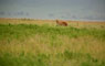 Lev (Lion) - Ngorongoro -Tanzánie