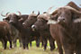 Buvol Kaferský (African Buffalo) -Tanzánie