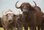 Buvol Kaferský (African Buffalo) -Tanzánie