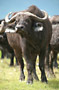 Buvol Kaferský (African Buffalo) -Tanzánie