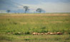 Lev (Lion) - Ngorongoro -Tanzánie