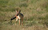 Šakal Čabrakový (Black-backed Jackal) -Tanzánie