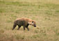Hyena Skvrnitá (Spotted Hyena) -Tanzánie