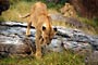 Lev (Lion) - Ngorongoro -Tanzánie