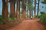Usambara Mountains - Tanzánie