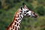 Žirafa (Giraffe) -Tanzánie