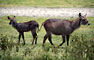 Voduška velká (Waterbuck) -Tanzánie