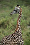 Žirafa (Giraffe) -Tanzánie