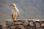 Sokotra - Yemen