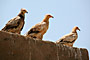 Sokotra - Yemen