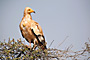 Sokotra - Yemen