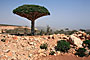 Sokotra - Yemen
