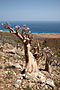 Sokotra - Yemen