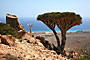 Sokotra - Yemen
