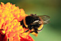Čmelák zemní - Bombus terrestris
