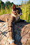 Kočka domácí - Felis silvestris, f. catus