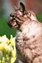 Kočka domácí - Felis silvestris, f. catus