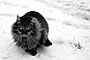 Kočka domácí - Felis silvestris, f. catus