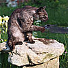 Revolvercat