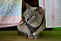 Kočka domácí - Felis silvestris, f. catus