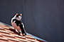 Kočka domácí - Felis silvestris, f. catus