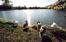 LABUTĚ - SWANS