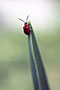 BEATLE