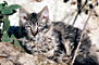 Kočka - Cat